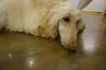 전 세계에서 가장 비싼 강아지 TOP20 몸값 높은 명품견 총정리 안내_13