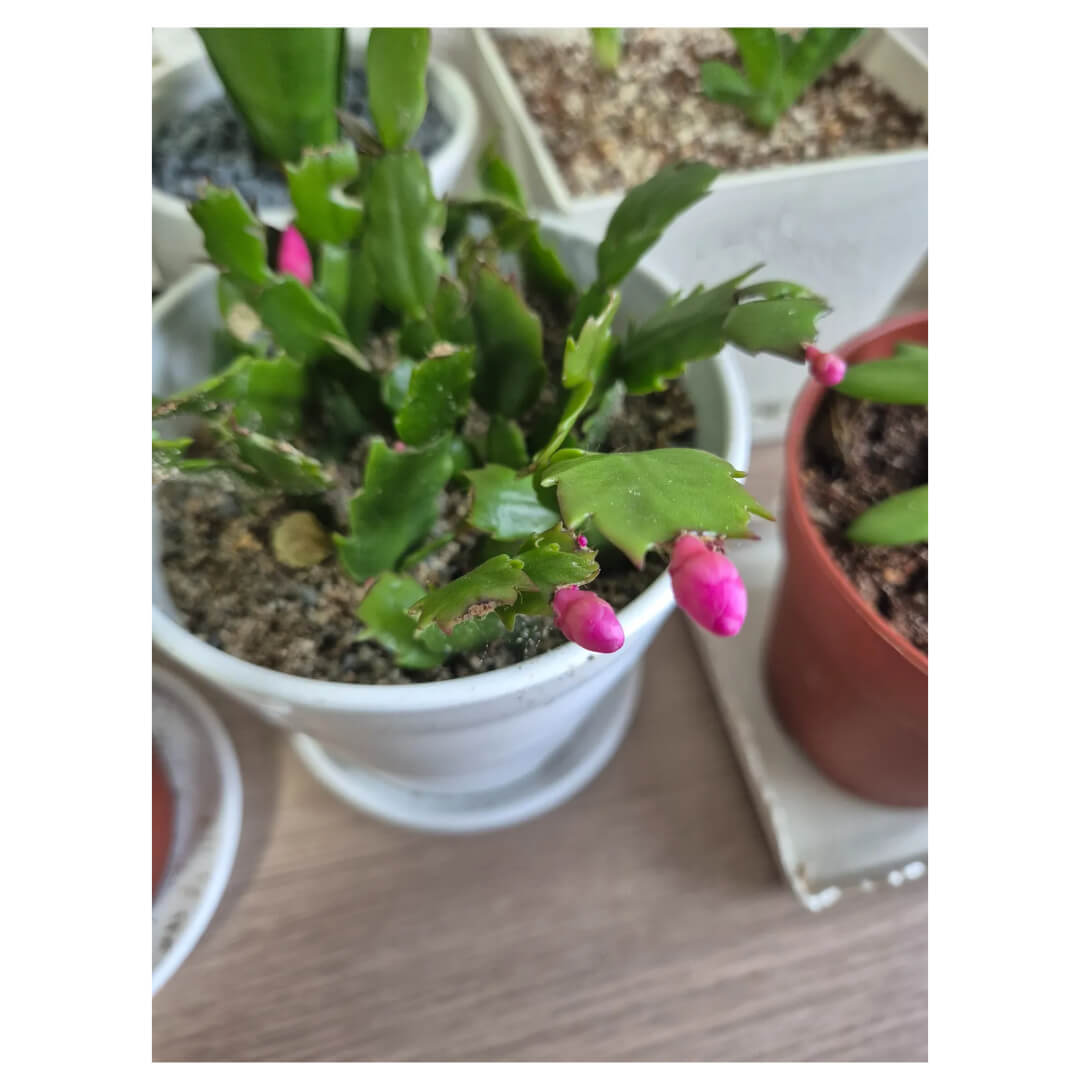 크리스마스 선인장 사진입니다.