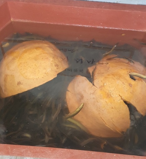 호박먹인미꾸라지