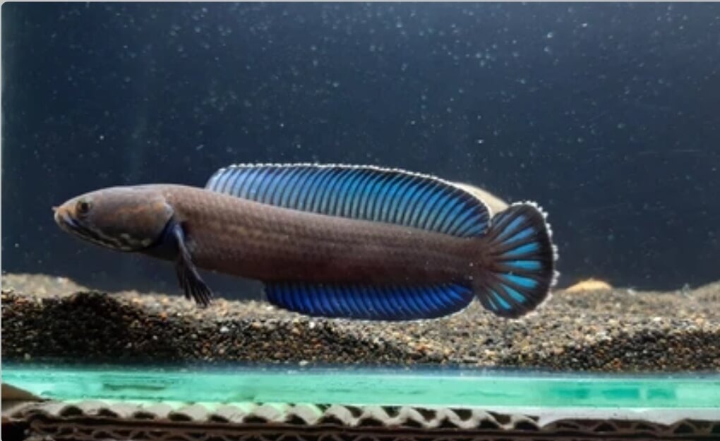 찬나 안드라오. 파란색 지느러미가 특징인 물고기이다