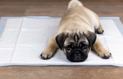 배변패드 위의 개