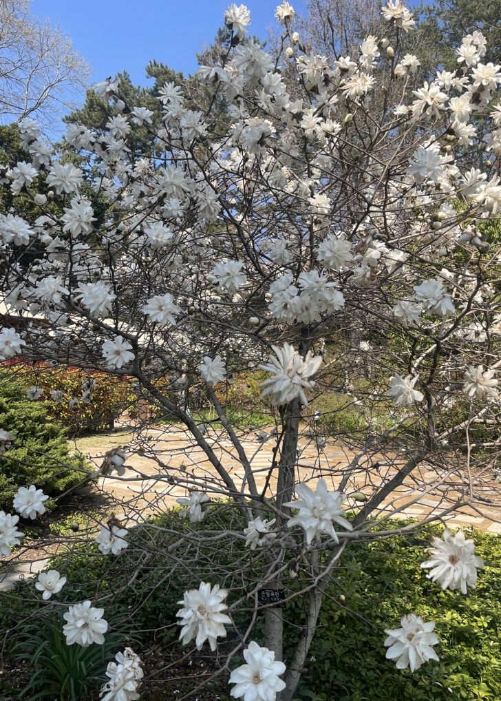 2025 천리포수목원 목련축제 일정 기간 요금 주변 코스