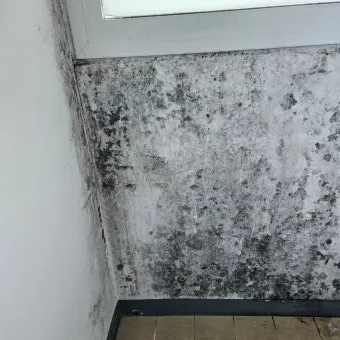곰팡이 제거 락스 과탄산소다 환기 습기 원인 총정리_2