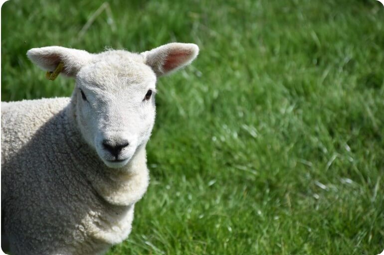 풀 숲에서 정면을 바라보고 있는 양