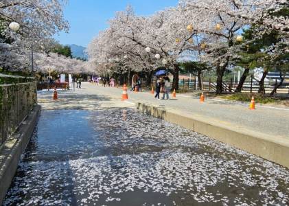 렛츠런파크 야경 벚꽃 축제