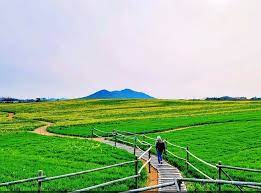 제 21회 고창 청보리밭 축제 기본일정과 프로그램 소개