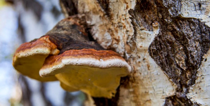 차가버섯 차 효능