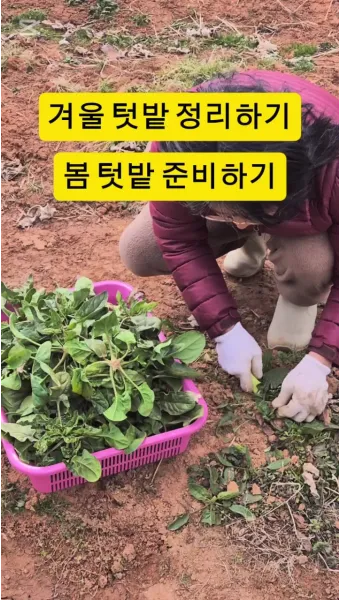 봄 텃밭 준비 토양 갈기 석회 퇴비 잡초 씨 제거_7