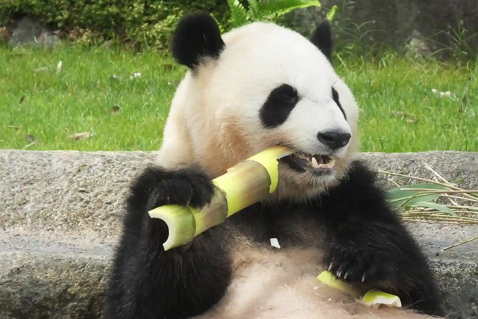 어드벤처 월드의 판다들