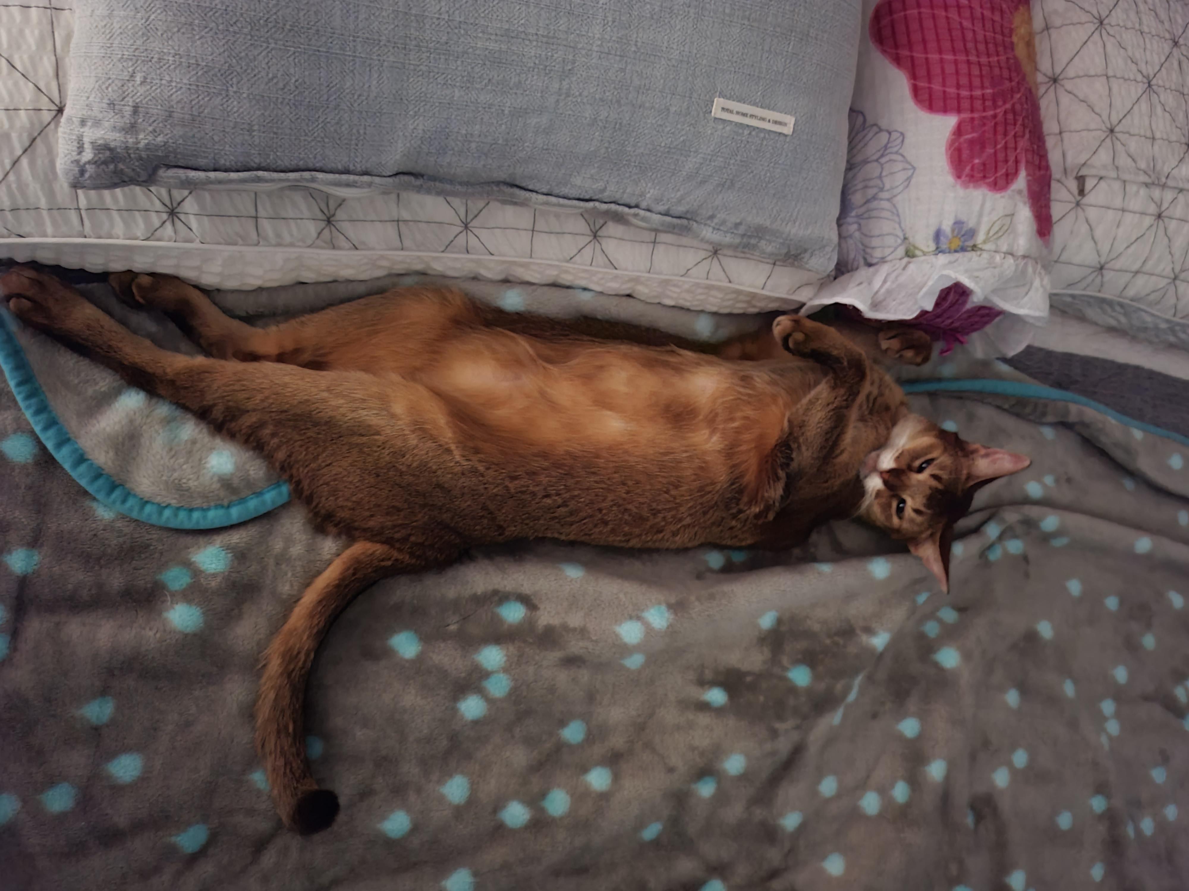 고양이들의 다양한 울음소리