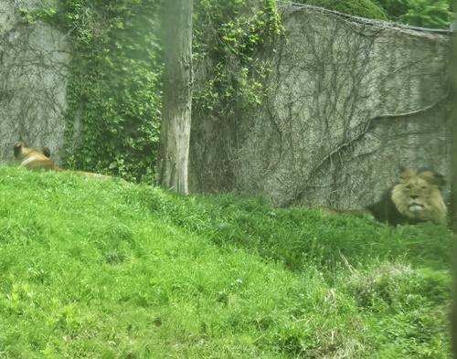 과천서울대공원동물원사자