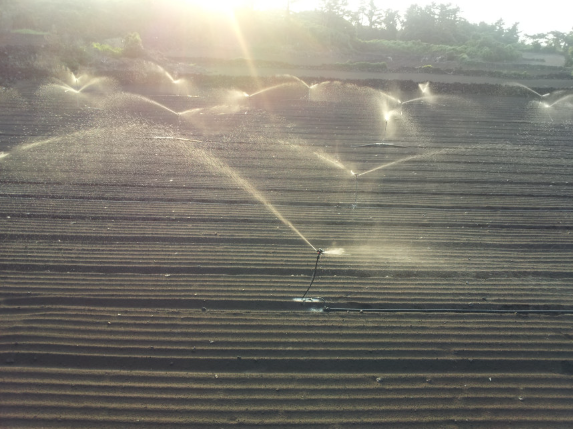 6시내고향 제주 구좌 당근 구매정보 도하네농장