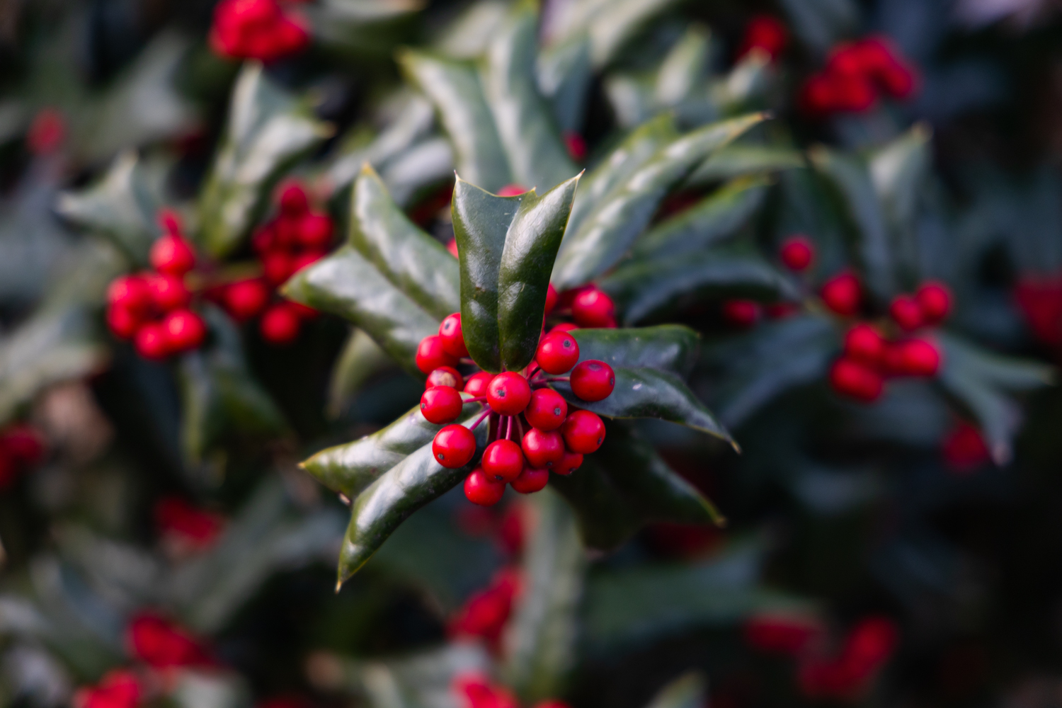 사랑의 열매 호랑가시나무