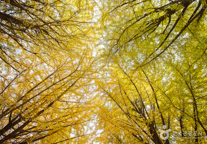 충남 아산 곡교천 은행나무길