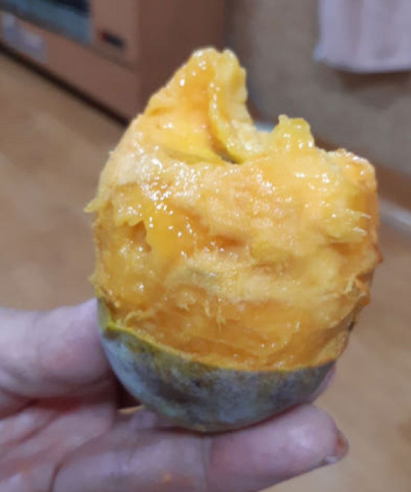 6시내고향-포포열매-논산-포포나무열매