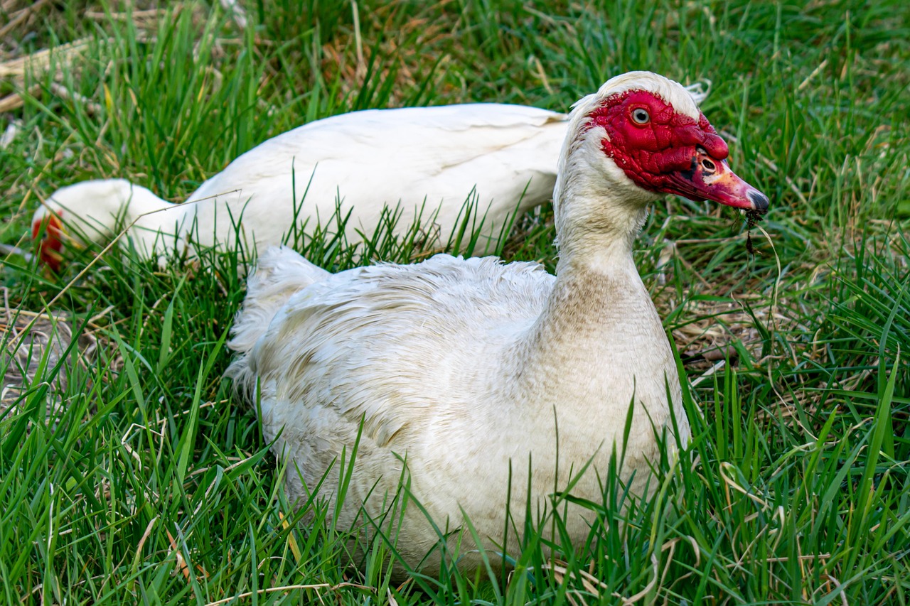 보청기 국가보조금 지원