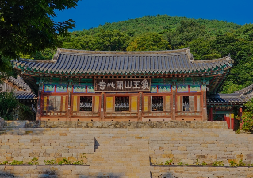 서산 개심사 겹벚꽃·청벚꽃 개화상황