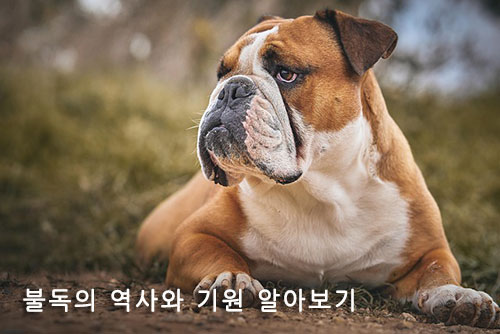 불독의 역사와 기원 알아보기