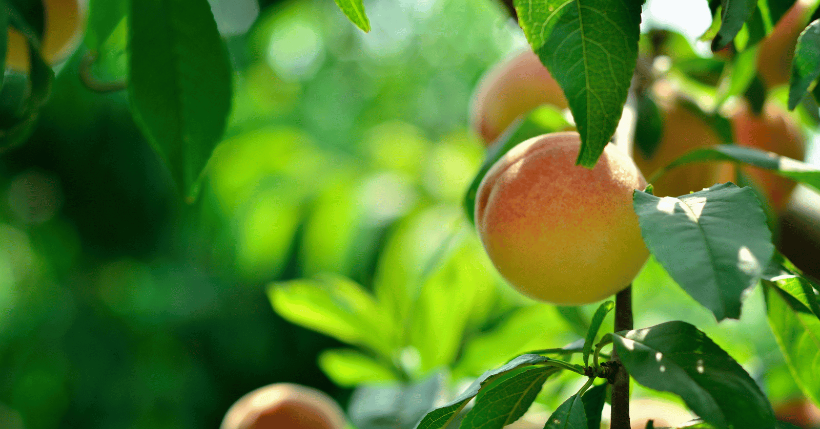 개복숭아수확시기