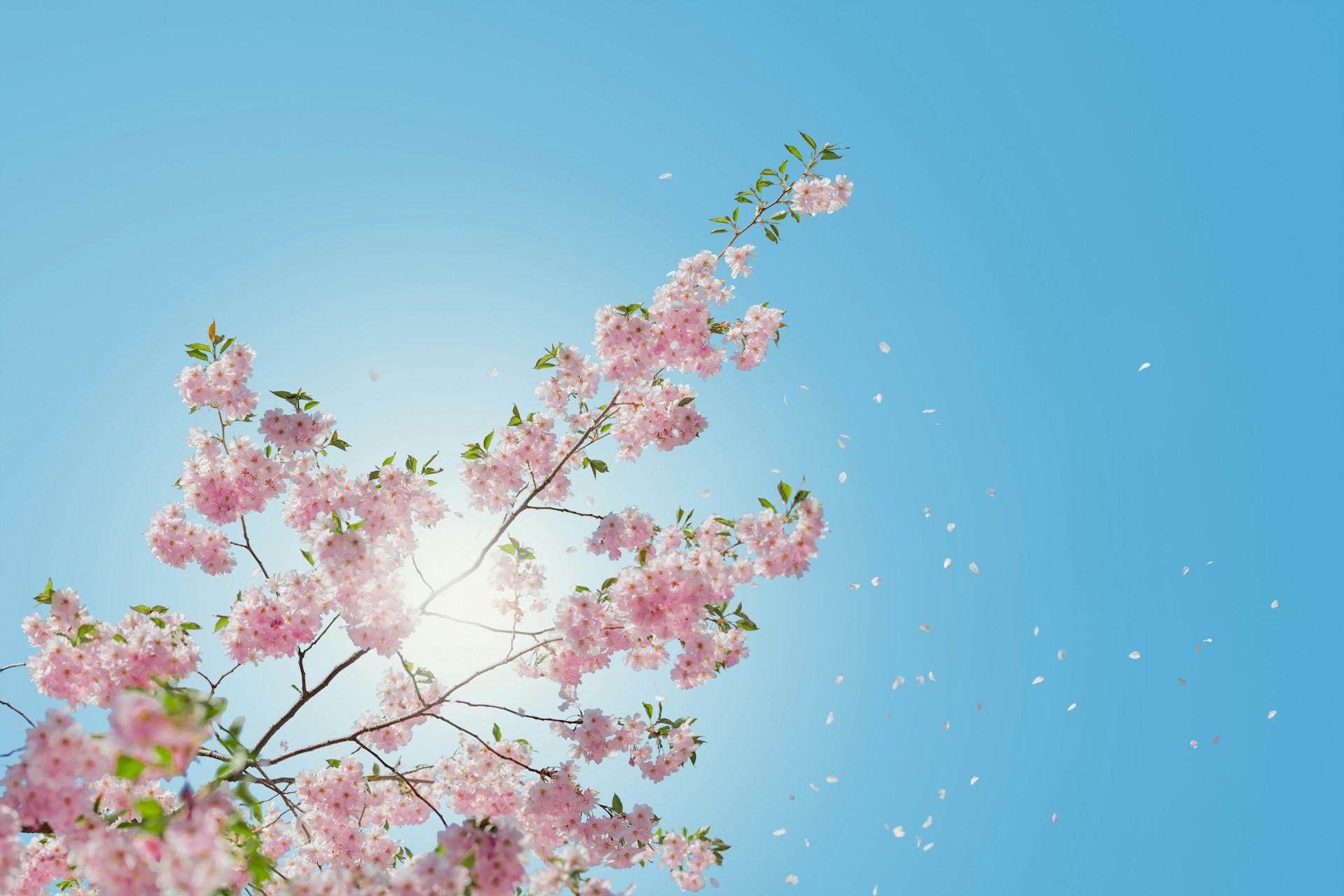 오늘의 일기 - 달라진 풍경&#44; 벚꽃엔딩