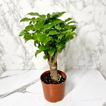 녹보수 물주기 광량관리 환기요령 비료주기 침실 거실 추천_7