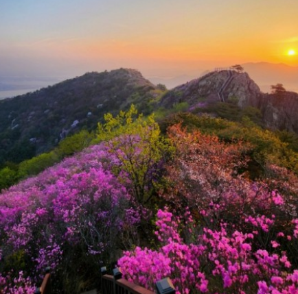 진달래꽃명소