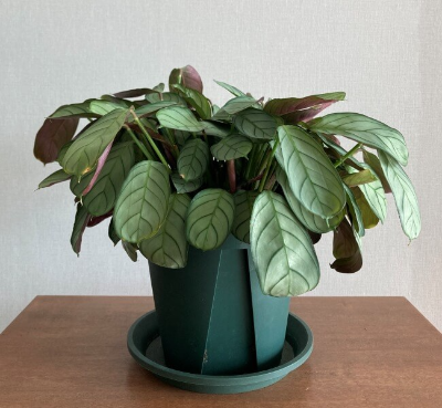 슬릿화분 아마그리스