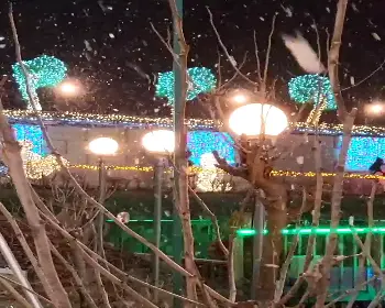 고니골 빛축제_23