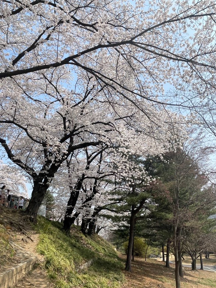 벚꽃
