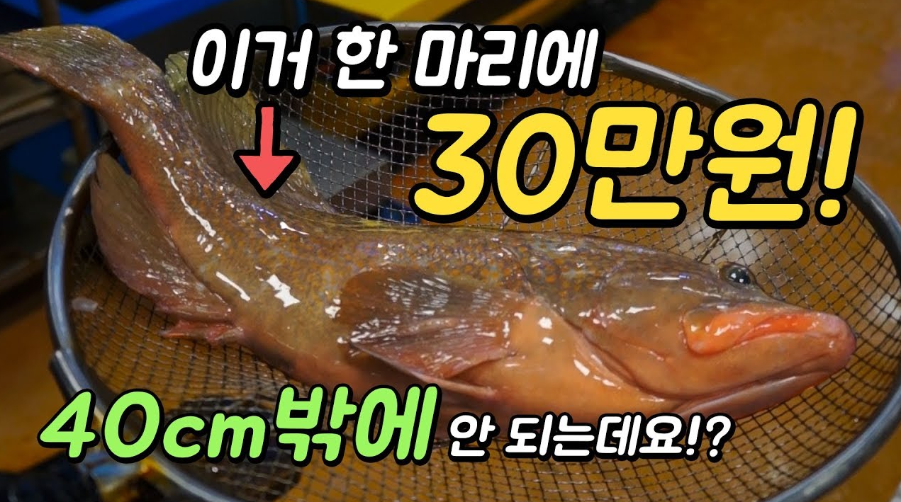붉바리 시세 회 가격 낚시 채비 제철 구이 요리 다금바리 총정리2