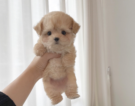 말티푸 / 출처:어도비스톡