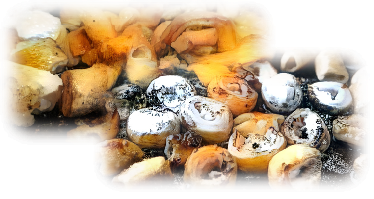 동물의 내장기관