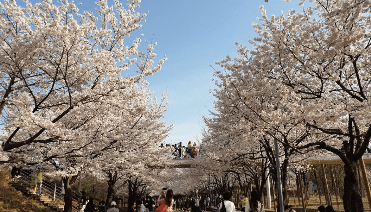 서울숲-벚꽃길-이미지