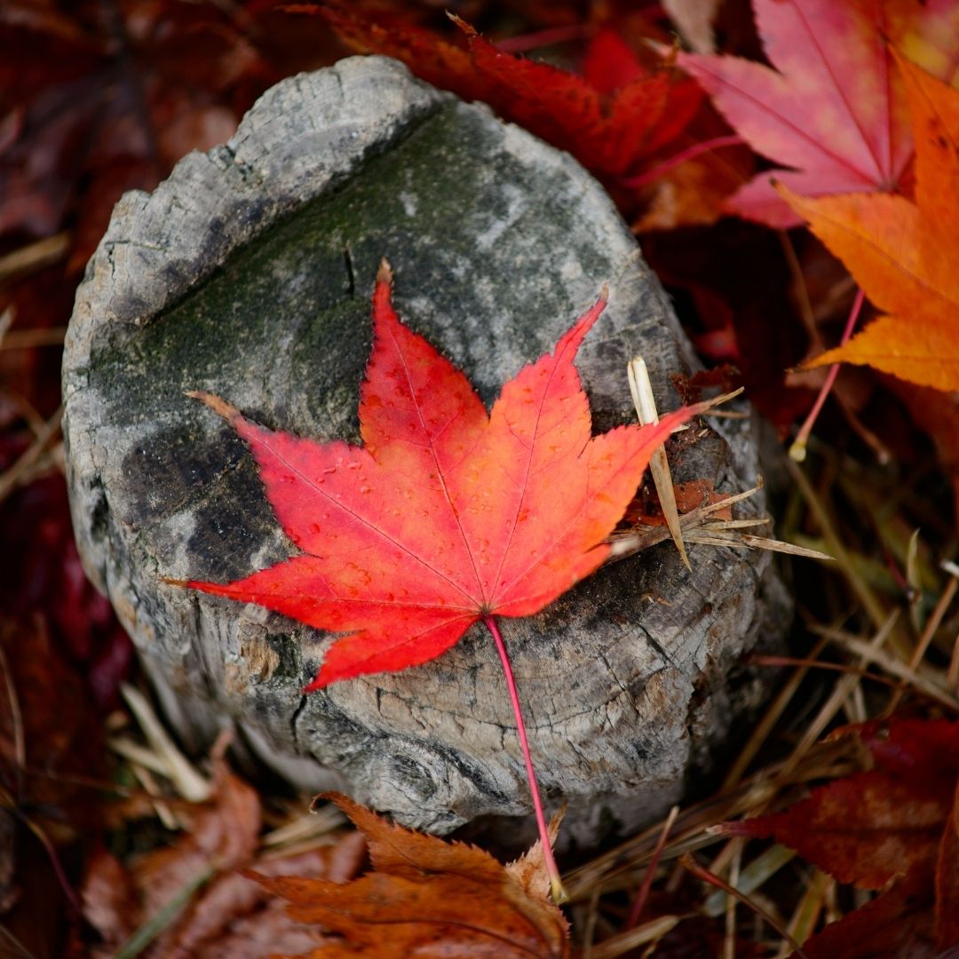 가을 단풍 여행 시기 추천