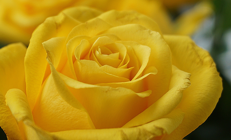 노란장미 노란색장미 꽃말