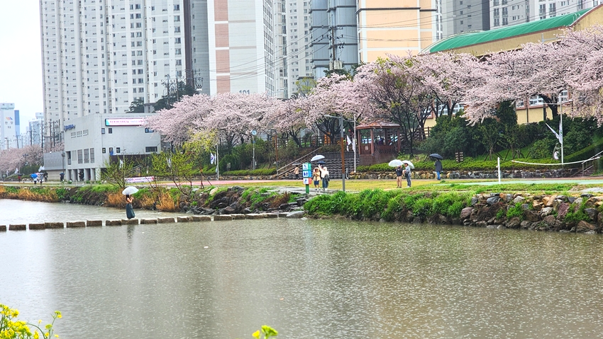 온천천 벚꽃