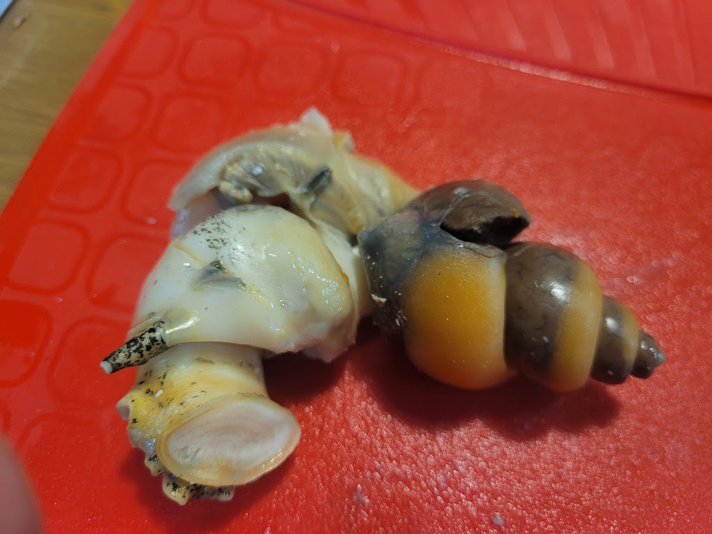 내장까지 완벽하게 빠진 백골뱅이 살