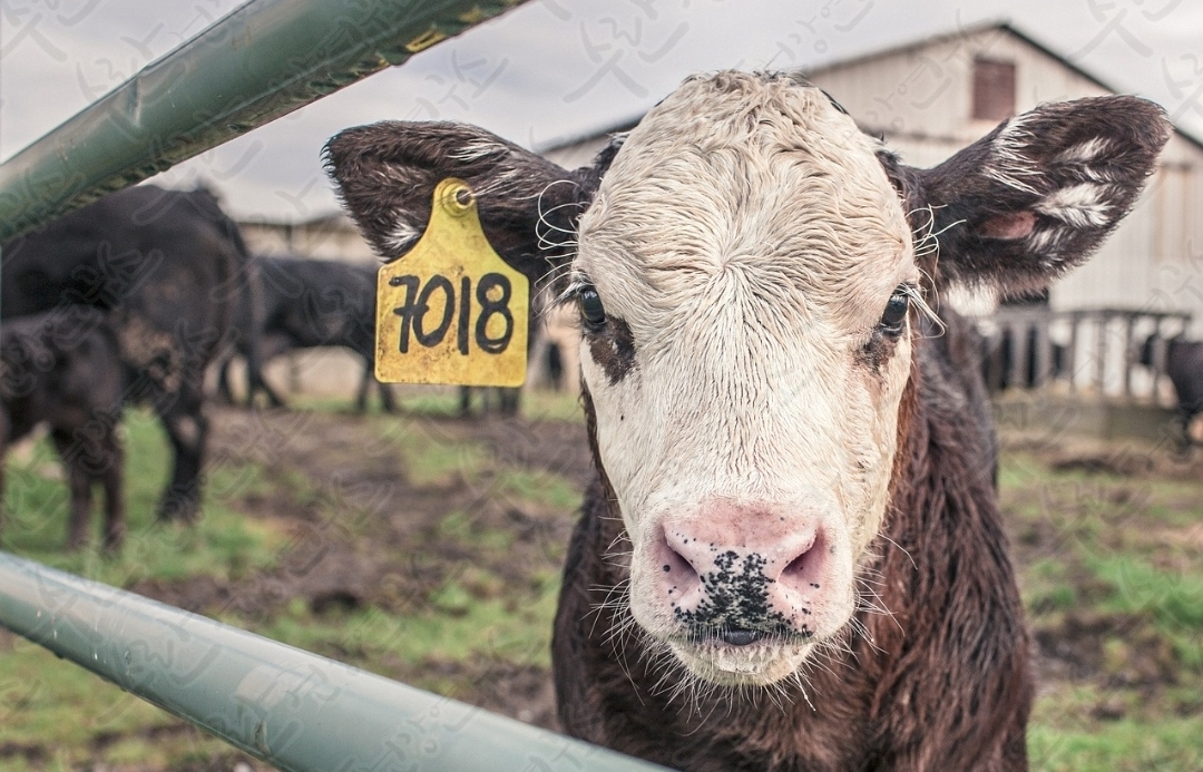 셀트리온 초유 단백질22