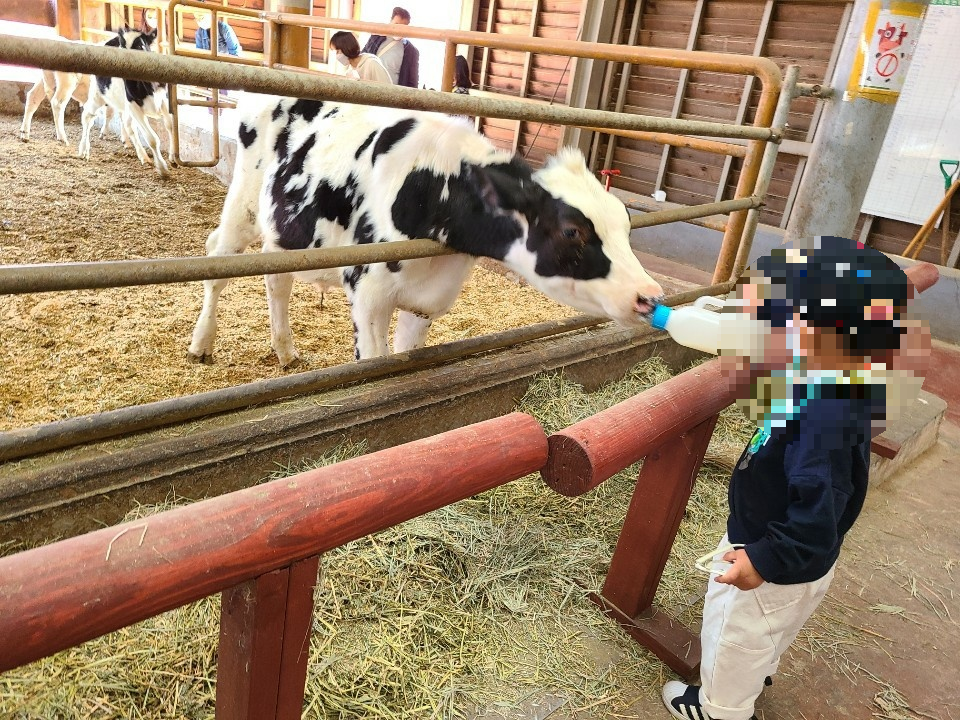 송아지에게 젖을 주는 남자아이