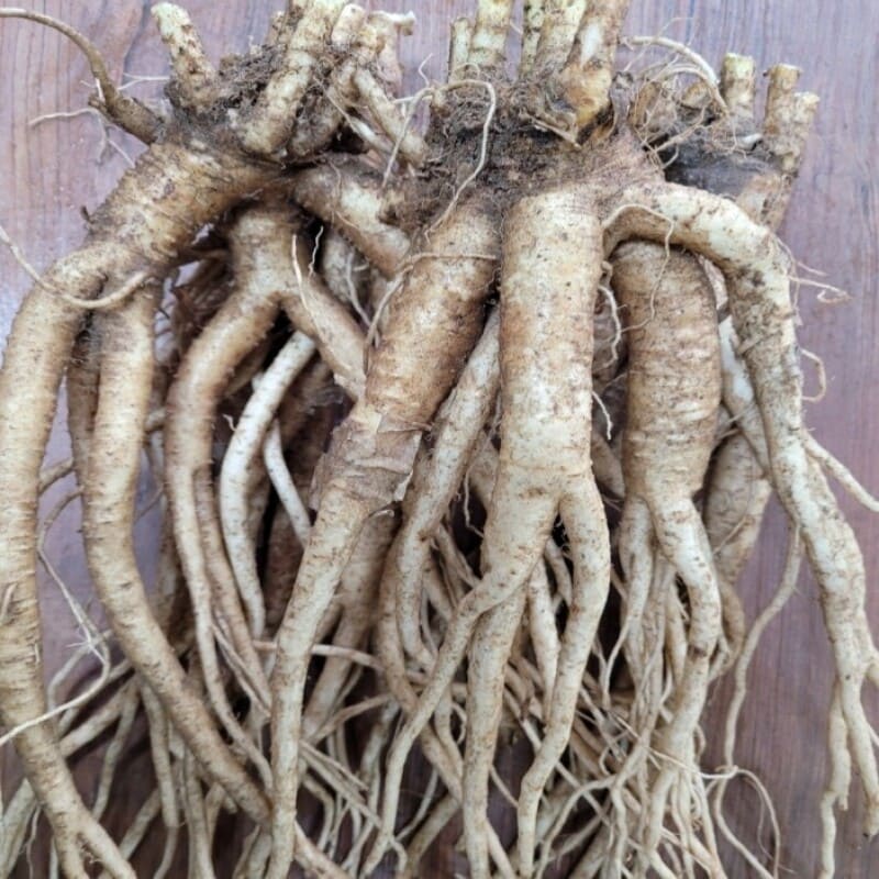 도라지 효능ㅣ도라지 부작용ㅣ도라지 섭취법 활용법