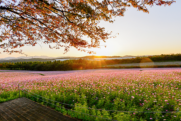 예산군 아그로랜드 캠핑장 소개