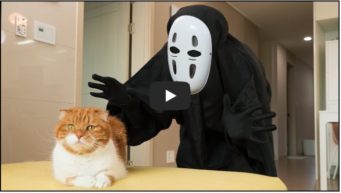 고양이 유튜버 순위 TOP 10 9