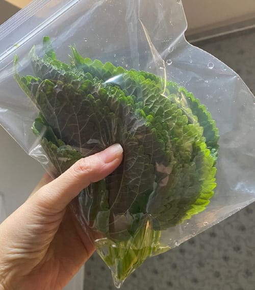 깻잎보관하기