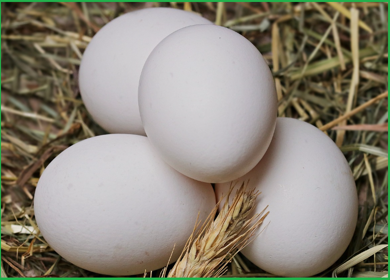 탈모에-좋은-음식-단백질