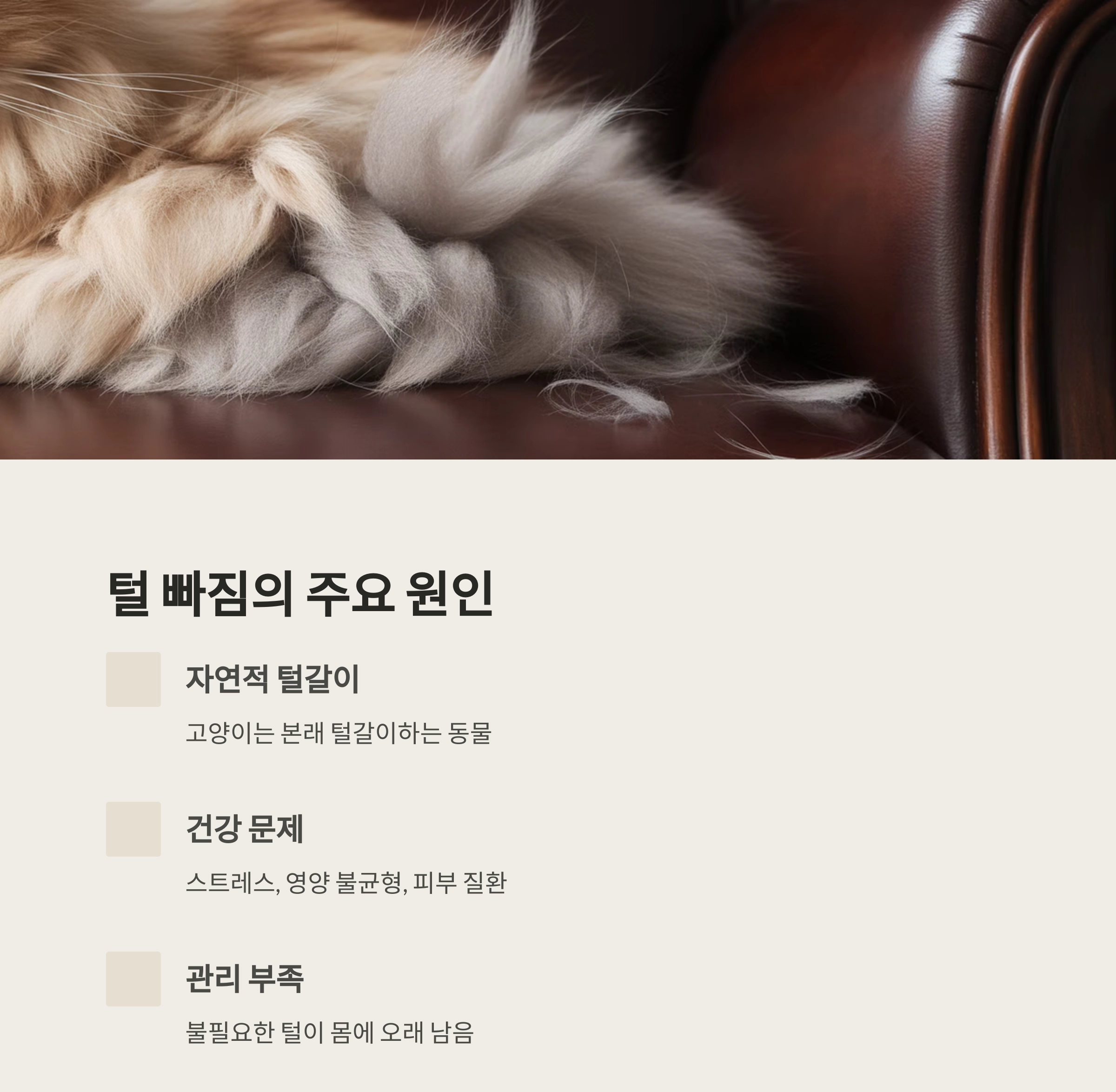 매일 빗질 : 고양이 털 빠짐을 막는 가장 쉬운 방법