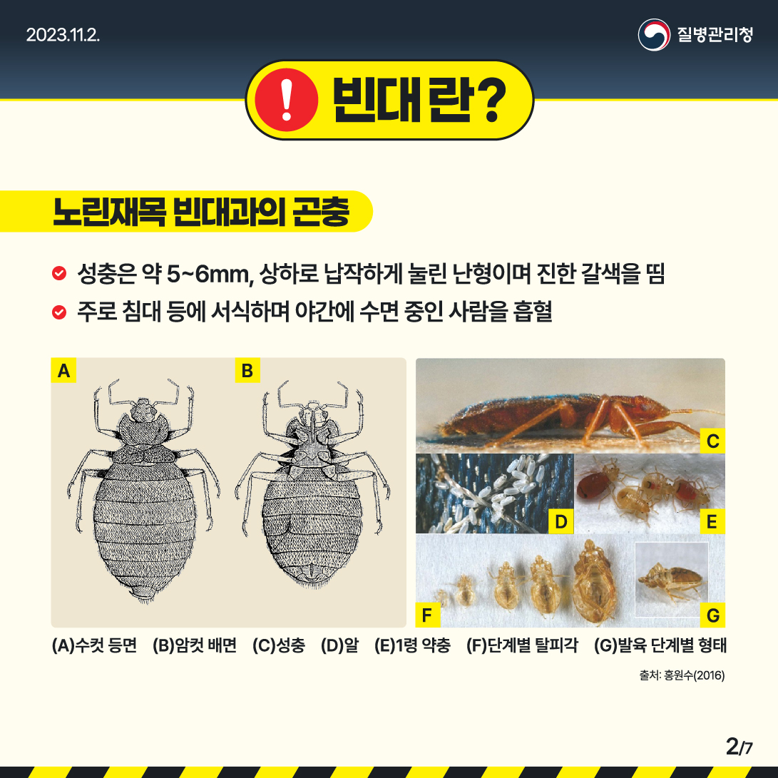 빈대 물린자국 : 빈대 퇴치법, 증상, 예방법