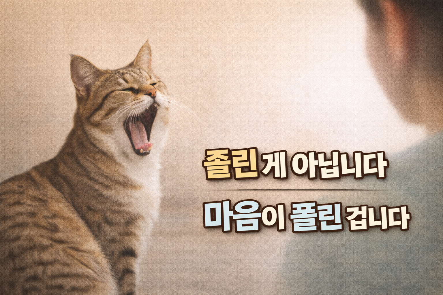 고양이가 보호자 앞에서만 하품을 자주 하는 이유 / 졸려서가 아니라, 마음이 풀렸다는 신호입니다