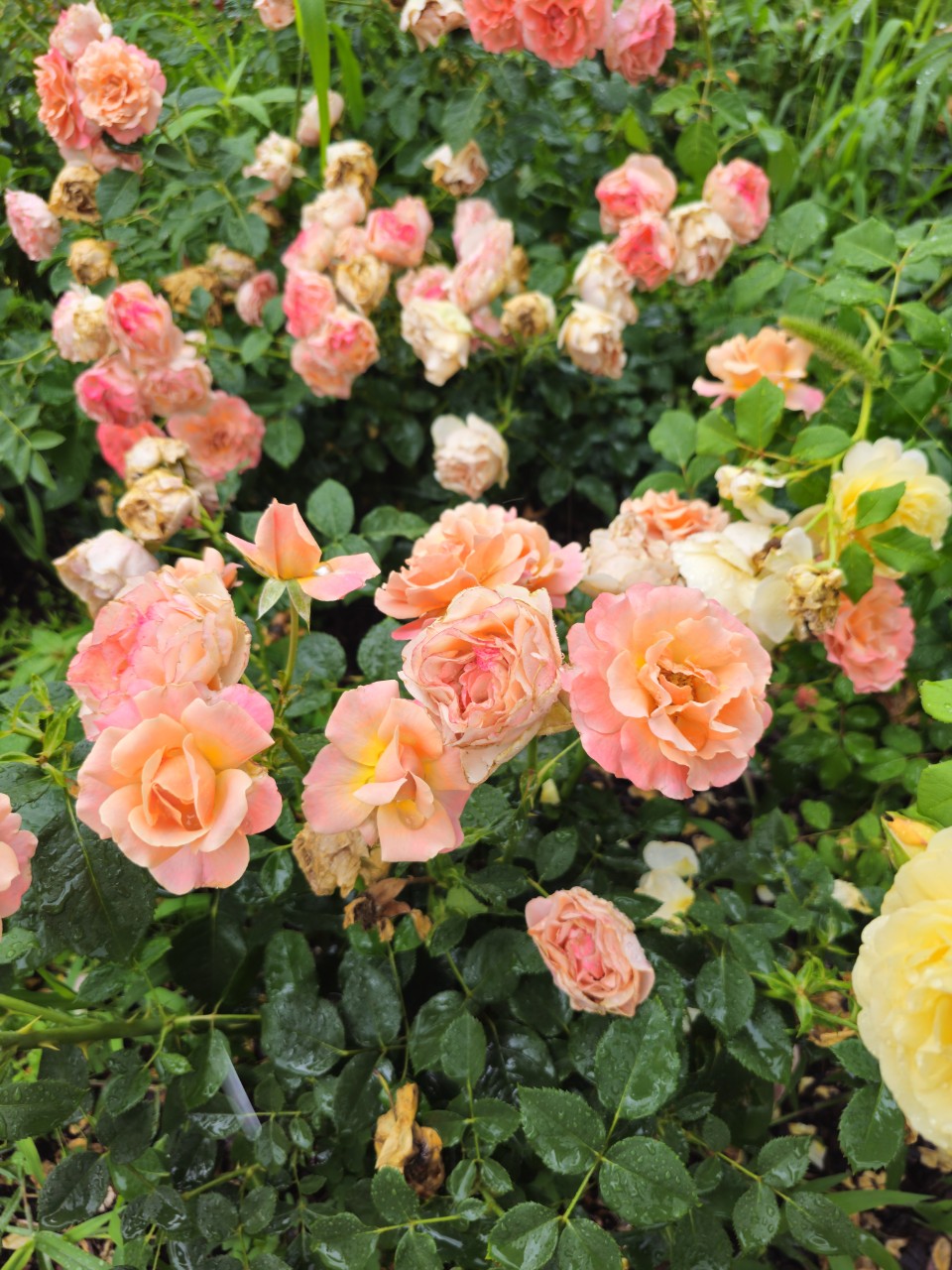 지역별 장애인 복지기관 지도