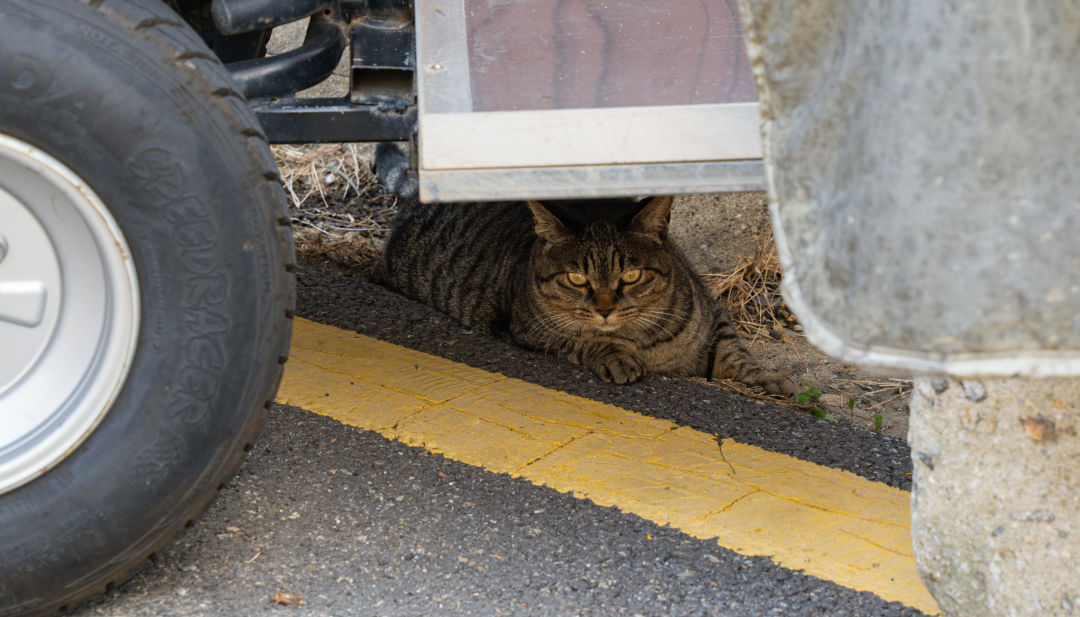 지동벽화마을 고양이