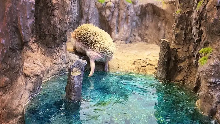 촬영 SNS 화제 영상 햄스터 럭셔리 하우스 제작 조회 수 571만 뷰 유별난 반려동물 집 추천